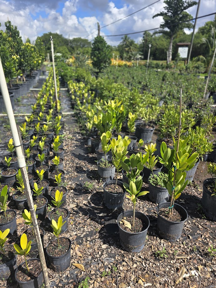 garcinia-spicata-mangosteen-gamboge-tree