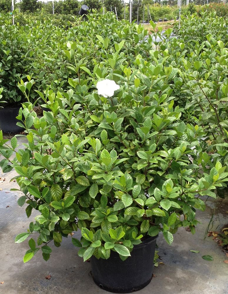 gardenia-cape-jasmine