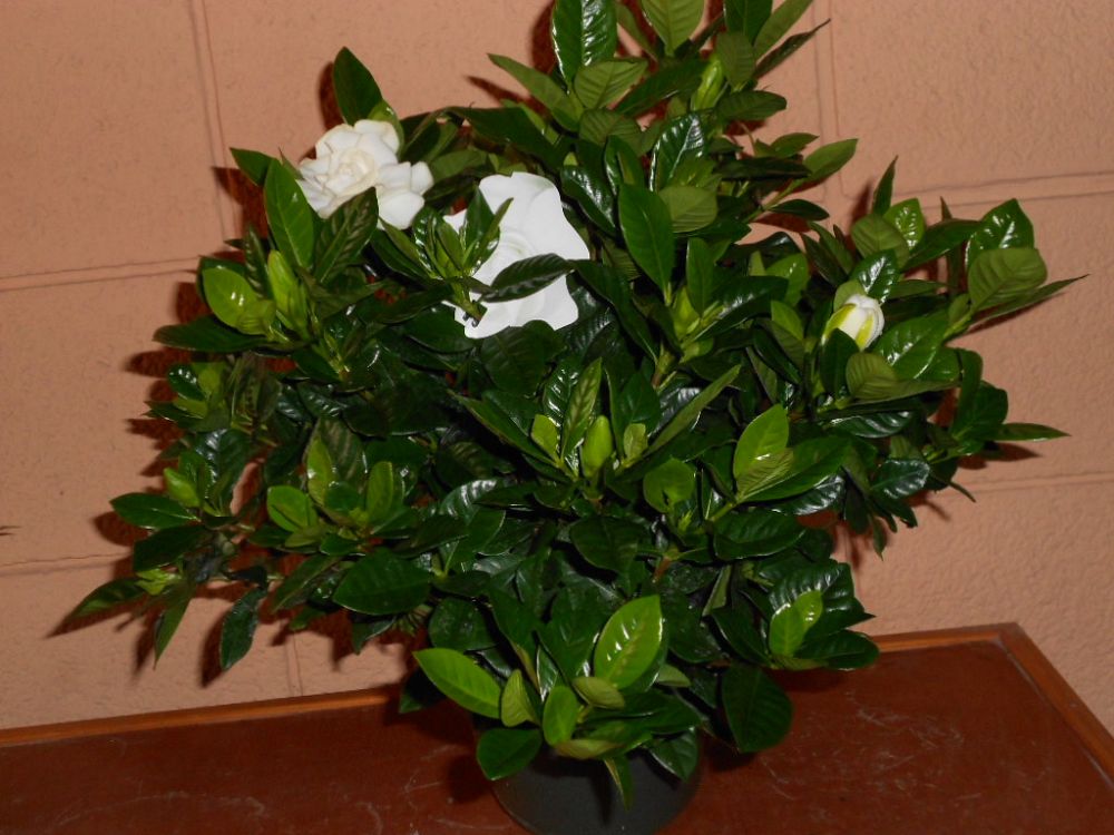 gardenia-cape-jasmine