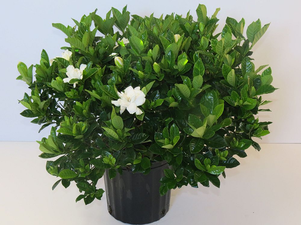 gardenia-cape-jasmine