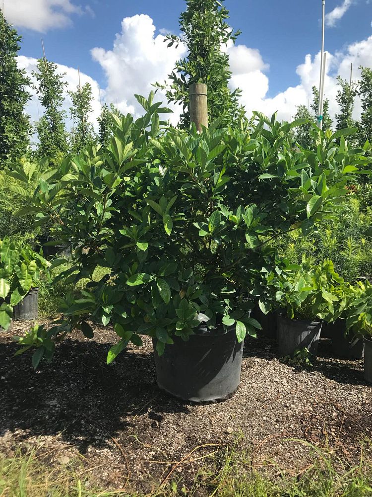 gardenia-cape-jasmine