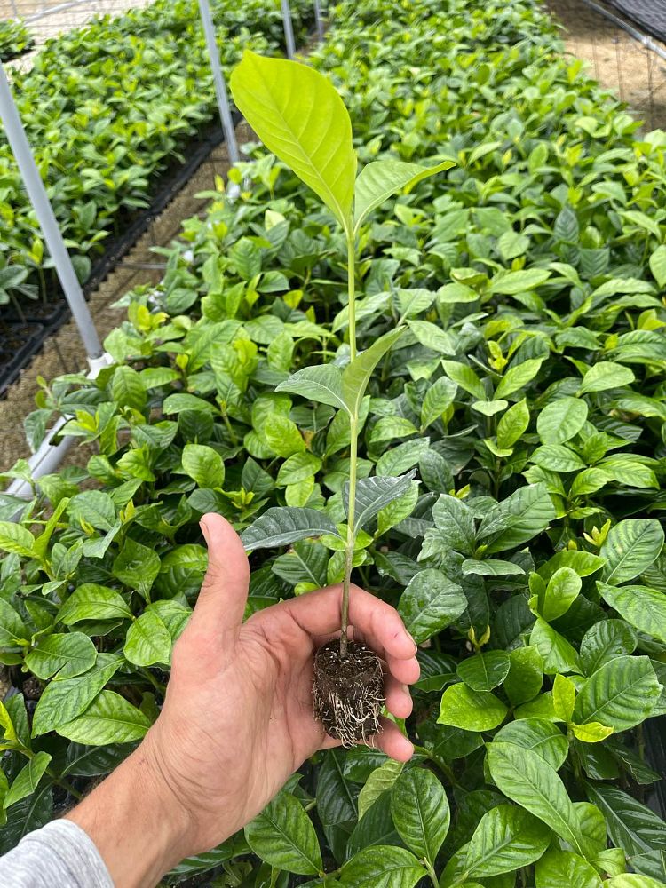 gardenia-cape-jasmine