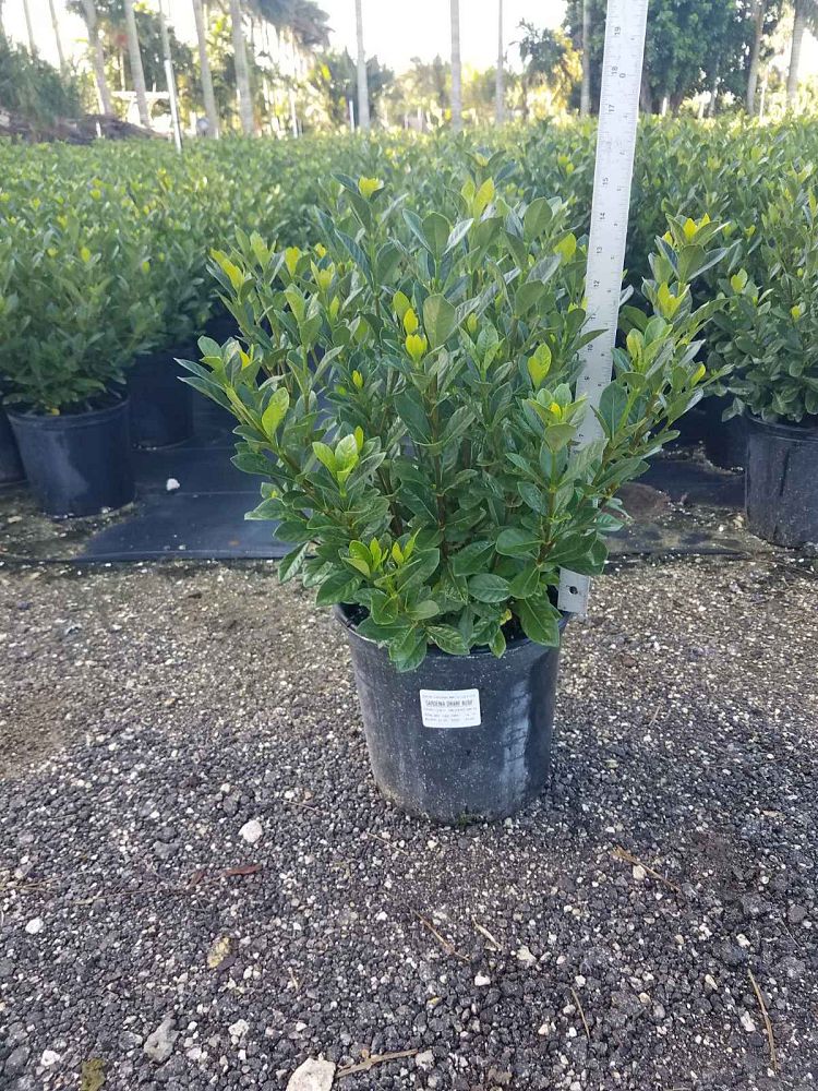 gardenia-cape-jasmine