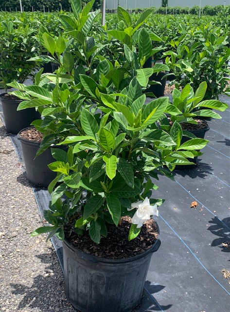 gardenia-cape-jasmine