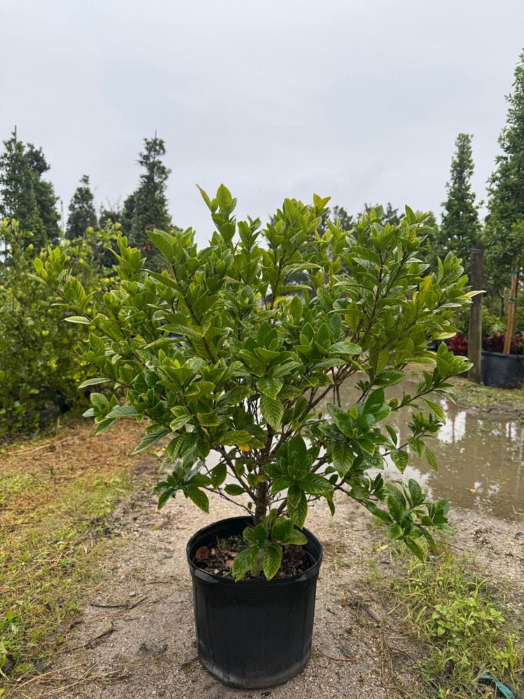 gardenia-cape-jasmine