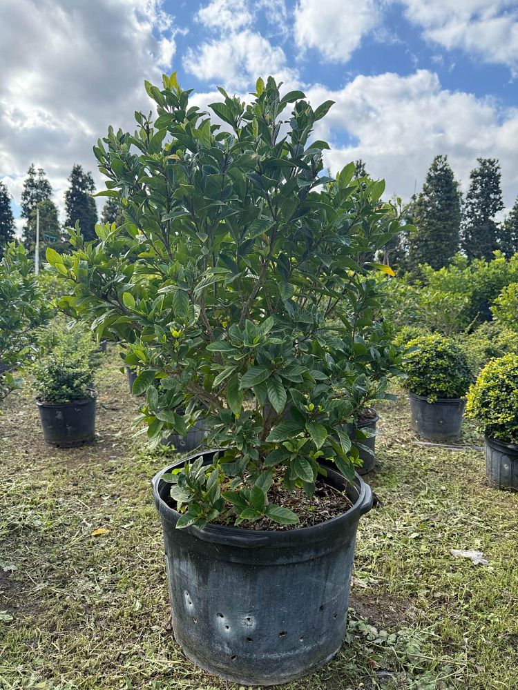 gardenia-cape-jasmine