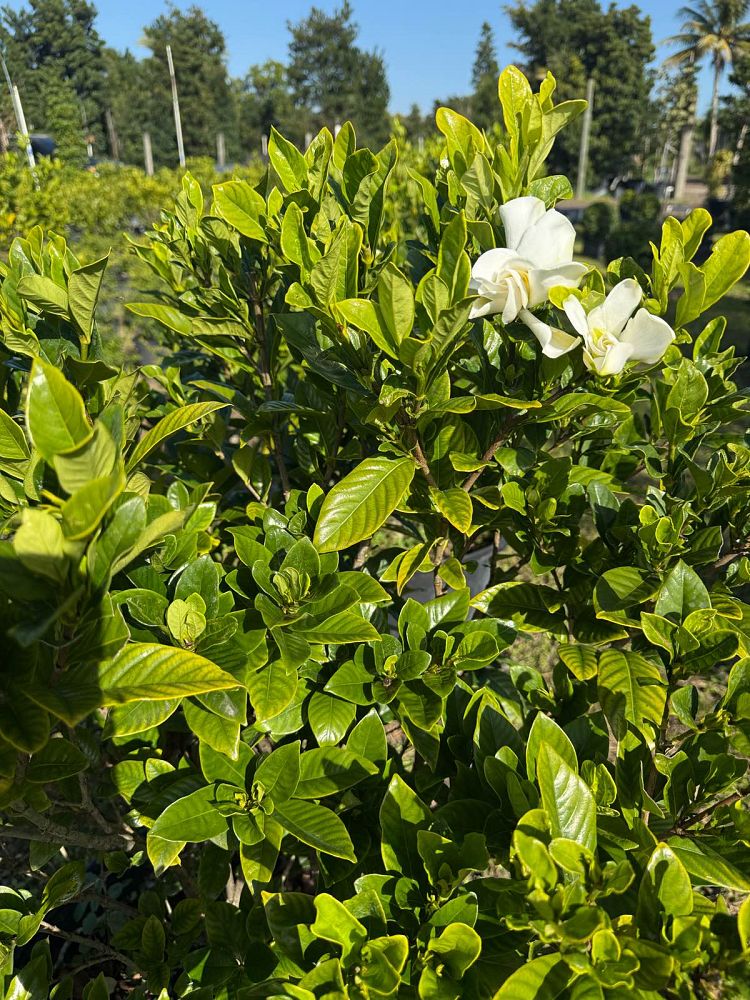 gardenia-cape-jasmine