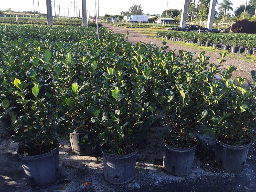 gardenia-jasminoides-aimee-yashioka-cape-jasmine-gandharaj-gardenia-augusta-gardenia-jasminoides-aimee