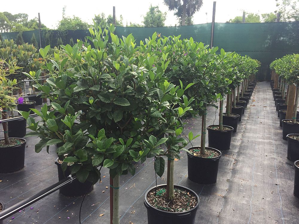 gardenia-jasminoides-aimee-yashioka-cape-jasmine-gandharaj-gardenia-augusta-gardenia-jasminoides-aimee