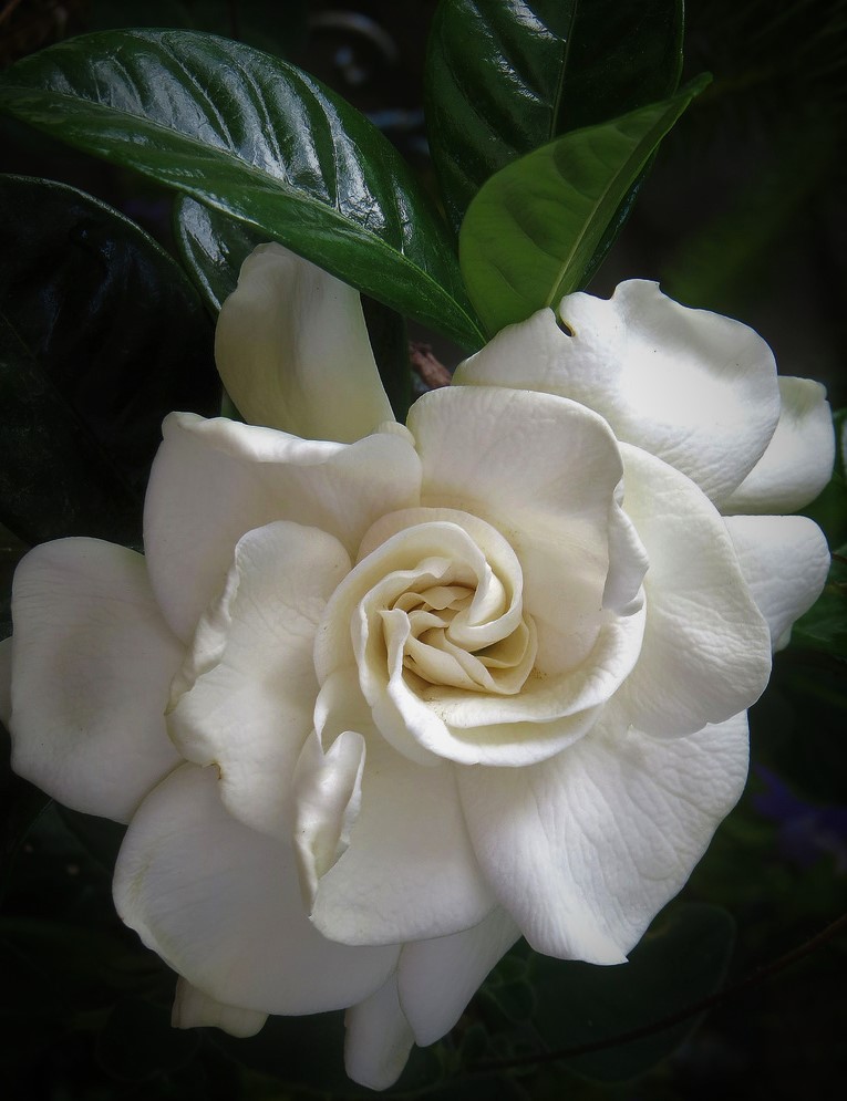gardenia-jasminoides-aimee-yashioka-cape-jasmine-gandharaj-gardenia-augusta-gardenia-jasminoides-aimee