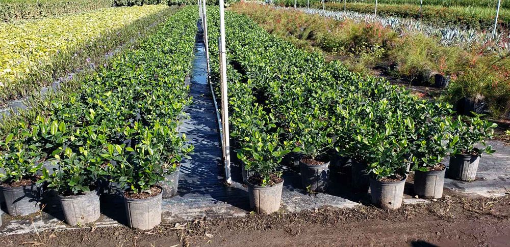 gardenia-jasminoides-aimee-yashioka-cape-jasmine-gandharaj-gardenia-augusta-gardenia-jasminoides-aimee
