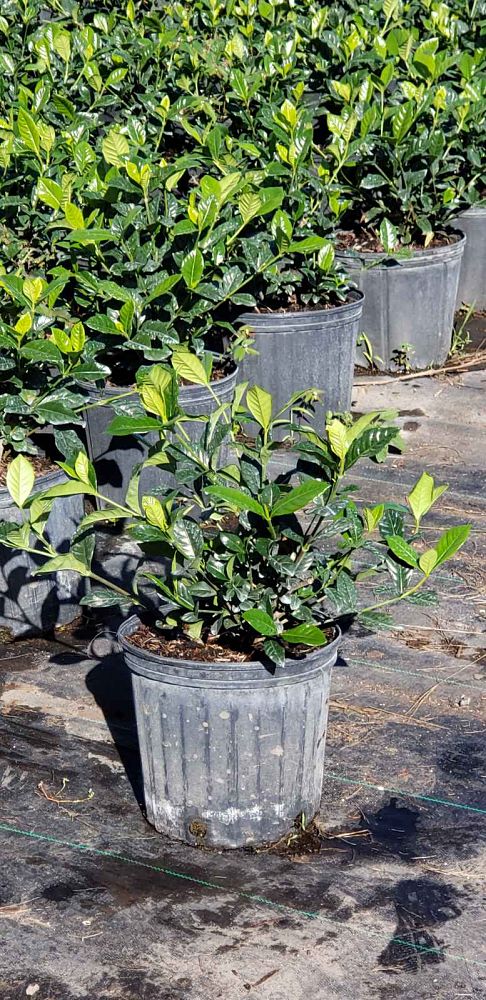 gardenia-jasminoides-aimee-yashioka-cape-jasmine-gandharaj-gardenia-augusta-gardenia-jasminoides-aimee