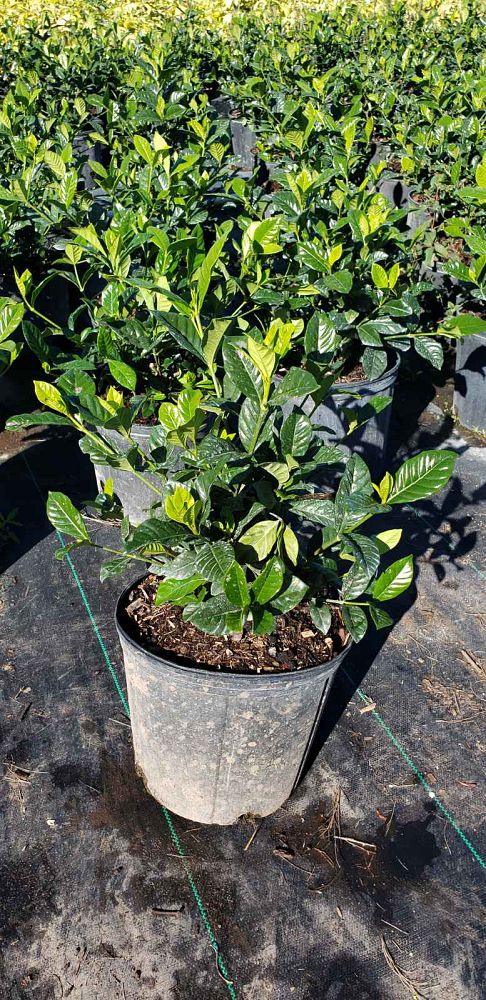 gardenia-jasminoides-aimee-yashioka-cape-jasmine-gandharaj-gardenia-augusta-gardenia-jasminoides-aimee