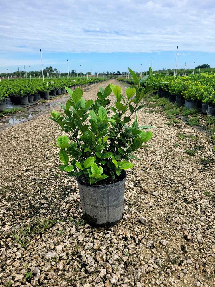 gardenia-jasminoides-aimee-yashioka-cape-jasmine-gandharaj-gardenia-augusta-gardenia-jasminoides-aimee