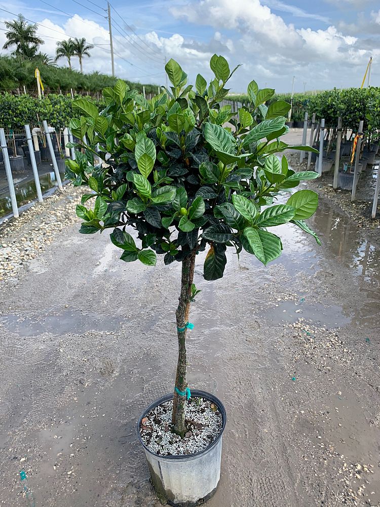 gardenia-jasminoides-aimee-yashioka-cape-jasmine-gandharaj-gardenia-augusta-gardenia-jasminoides-aimee