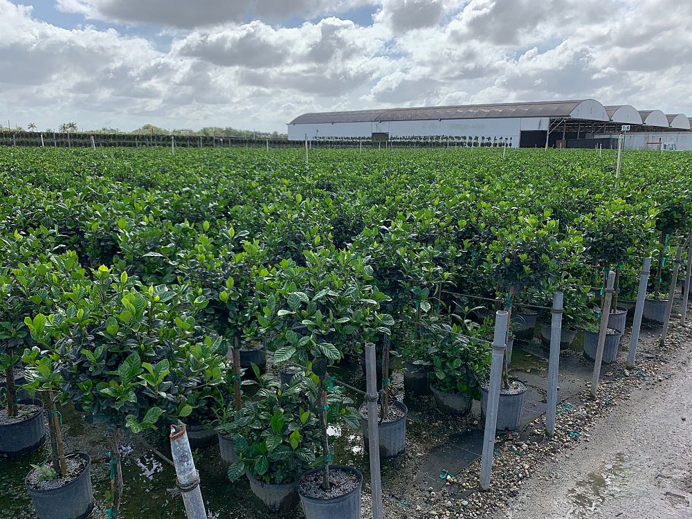 gardenia-jasminoides-aimee-yashioka-cape-jasmine-gandharaj-gardenia-augusta-gardenia-jasminoides-aimee