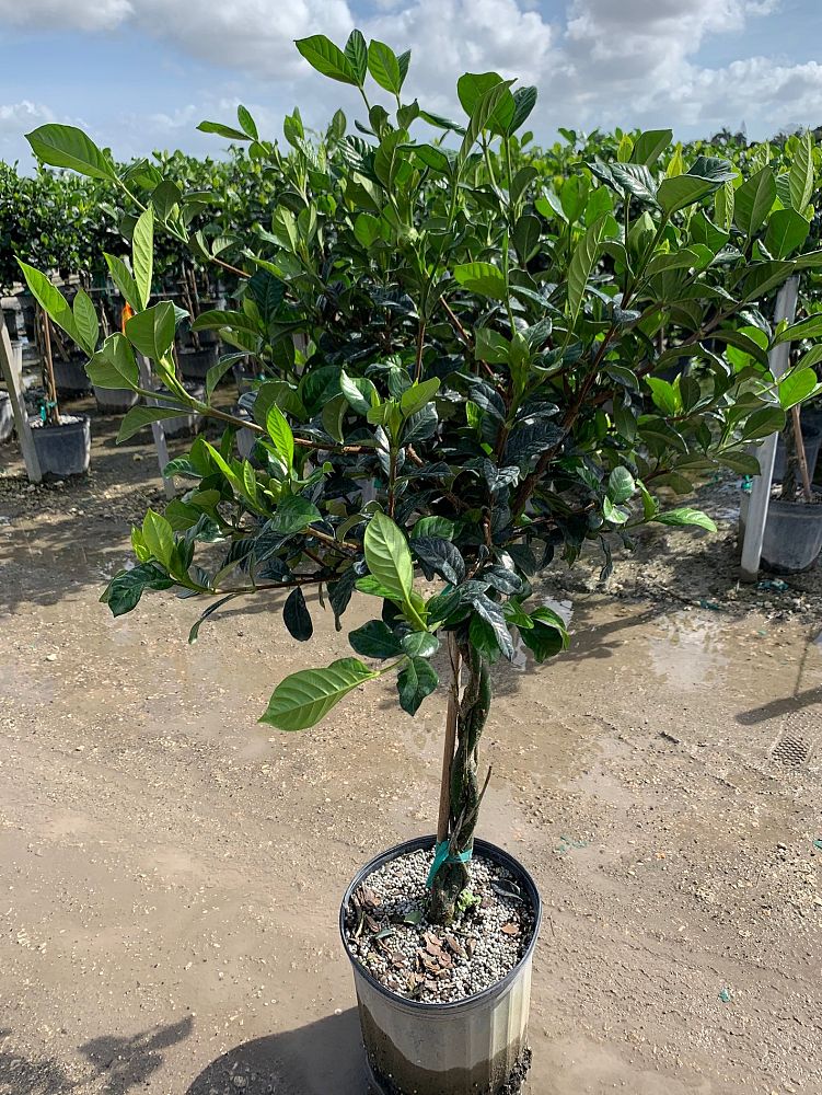 gardenia-jasminoides-aimee-yashioka-cape-jasmine-gandharaj-gardenia-augusta-gardenia-jasminoides-aimee