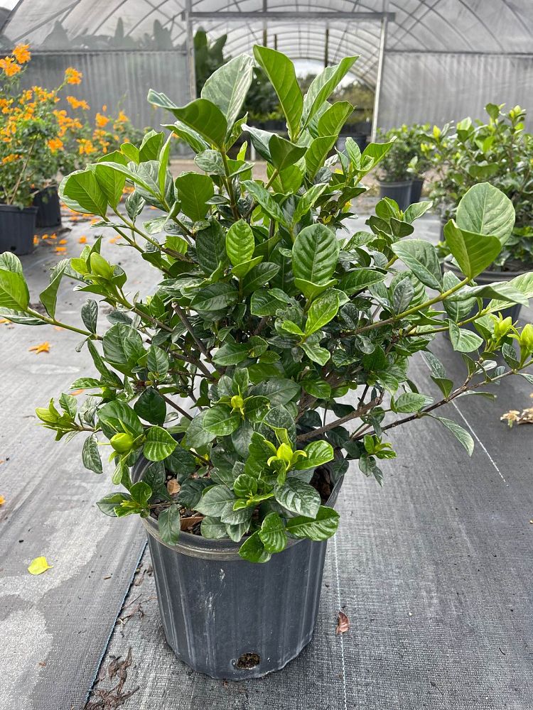 gardenia-jasminoides-aimee-yashioka-cape-jasmine-gandharaj-gardenia-augusta-gardenia-jasminoides-aimee