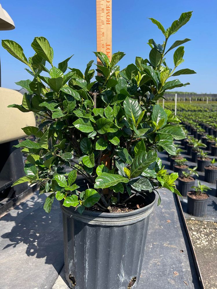 gardenia-jasminoides-aimee-yashioka-cape-jasmine-gandharaj-gardenia-augusta-gardenia-jasminoides-aimee