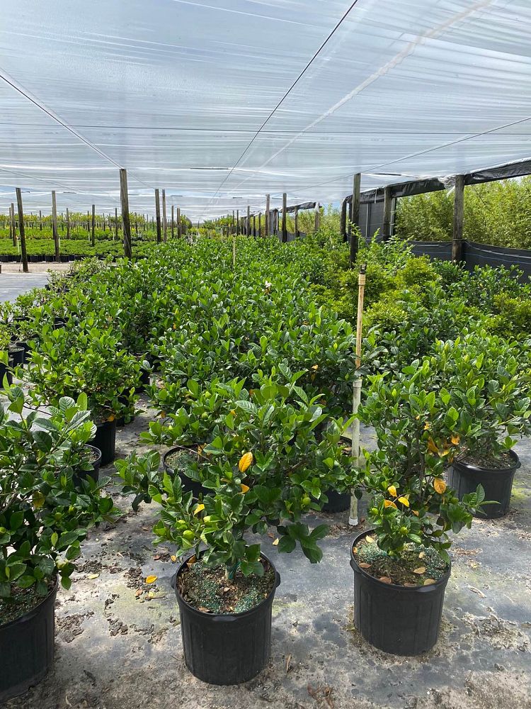 gardenia-jasminoides-aimee-yashioka-cape-jasmine-gandharaj-gardenia-augusta-gardenia-jasminoides-aimee