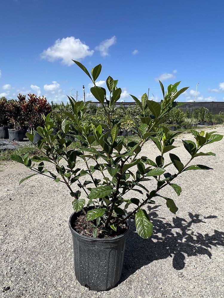 gardenia-jasminoides-aimee-yashioka-cape-jasmine-gandharaj-gardenia-augusta-gardenia-jasminoides-aimee