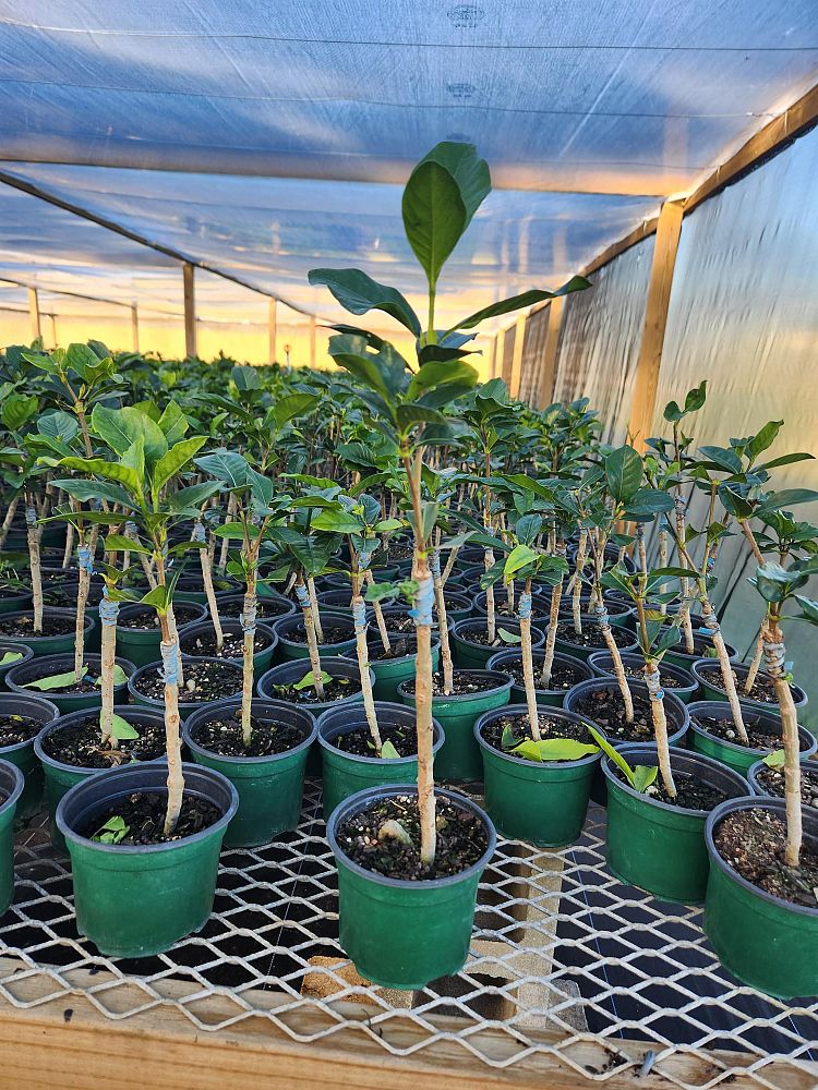 gardenia-jasminoides-aimee-yashioka-cape-jasmine-gandharaj-gardenia-augusta-gardenia-jasminoides-aimee