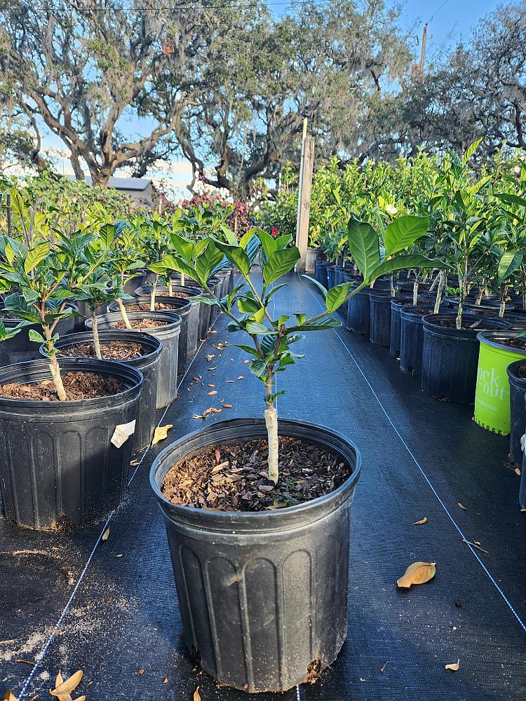 gardenia-jasminoides-aimee-yashioka-cape-jasmine-gandharaj-gardenia-augusta-gardenia-jasminoides-aimee