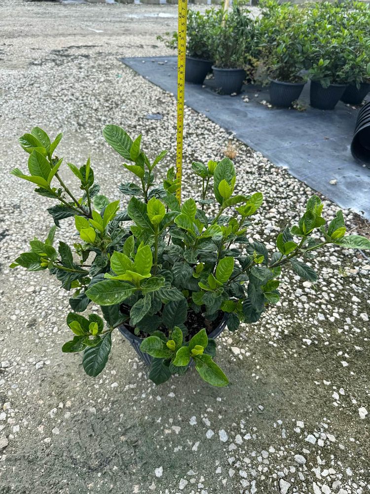 gardenia-jasminoides-aimee-yashioka-cape-jasmine-gandharaj-gardenia-augusta-gardenia-jasminoides-aimee