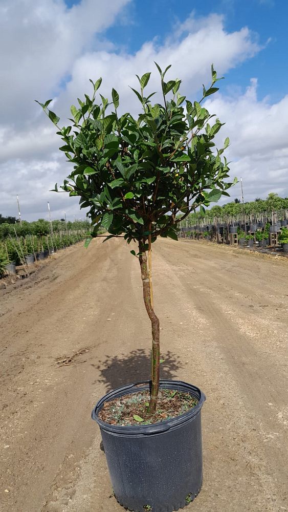gardenia-jasminoides-aimee-yashioka-cape-jasmine-gandharaj-gardenia-augusta-gardenia-jasminoides-aimee