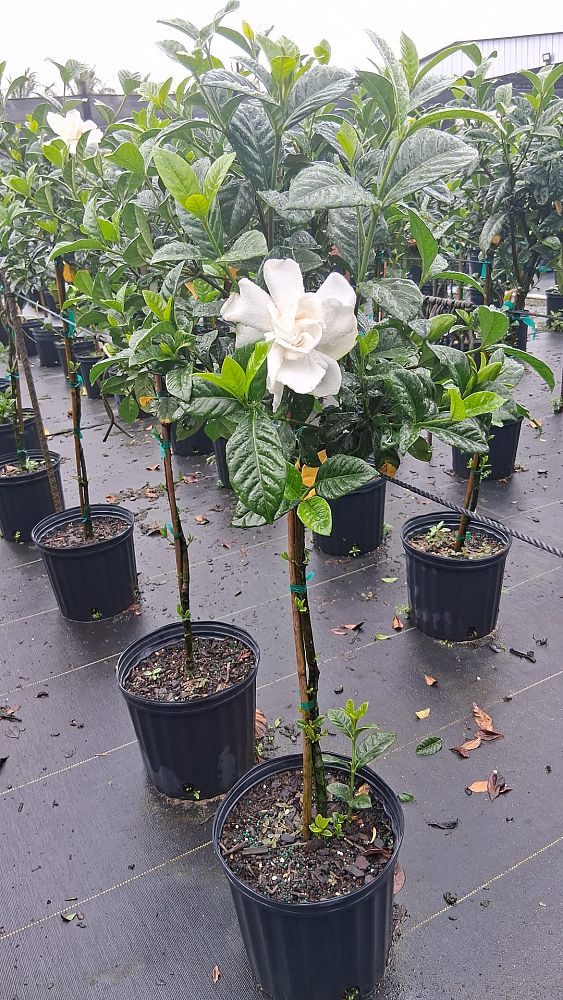 gardenia-jasminoides-aimee-yashioka-cape-jasmine-gandharaj-gardenia-augusta-gardenia-jasminoides-aimee