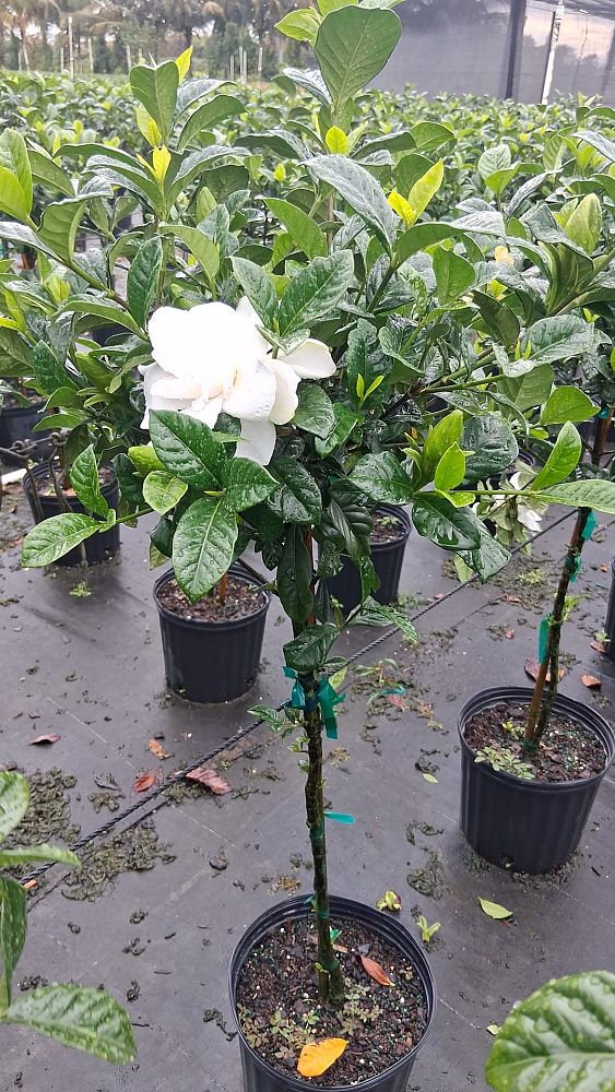 gardenia-jasminoides-aimee-yashioka-cape-jasmine-gandharaj-gardenia-augusta-gardenia-jasminoides-aimee