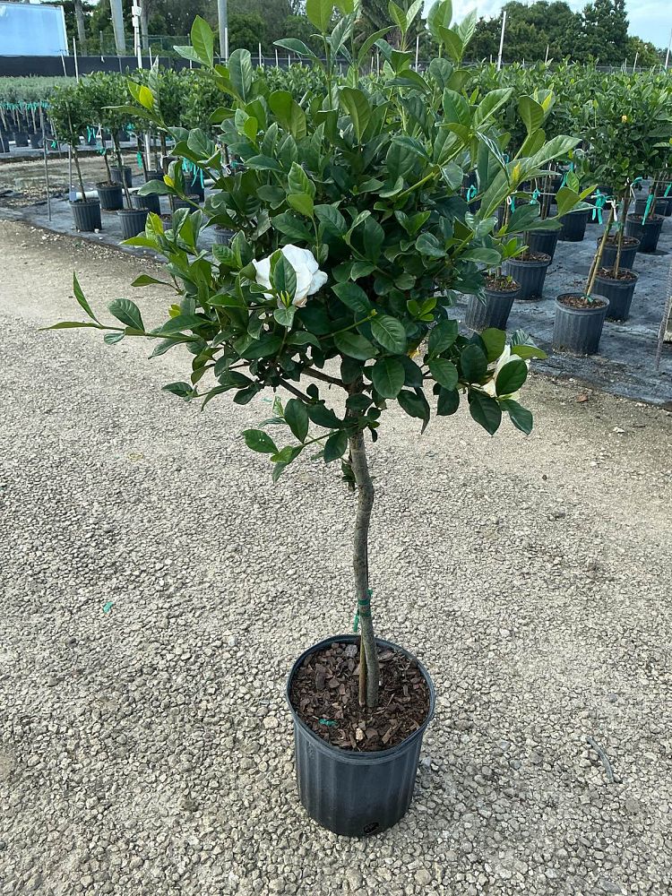 gardenia-jasminoides-aimee-yashioka-cape-jasmine-gandharaj-gardenia-augusta-gardenia-jasminoides-aimee