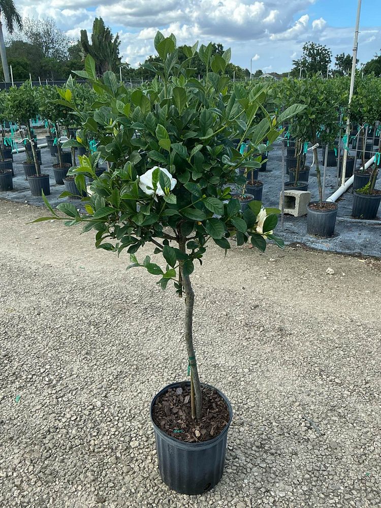 gardenia-jasminoides-aimee-yashioka-cape-jasmine-gandharaj-gardenia-augusta-gardenia-jasminoides-aimee