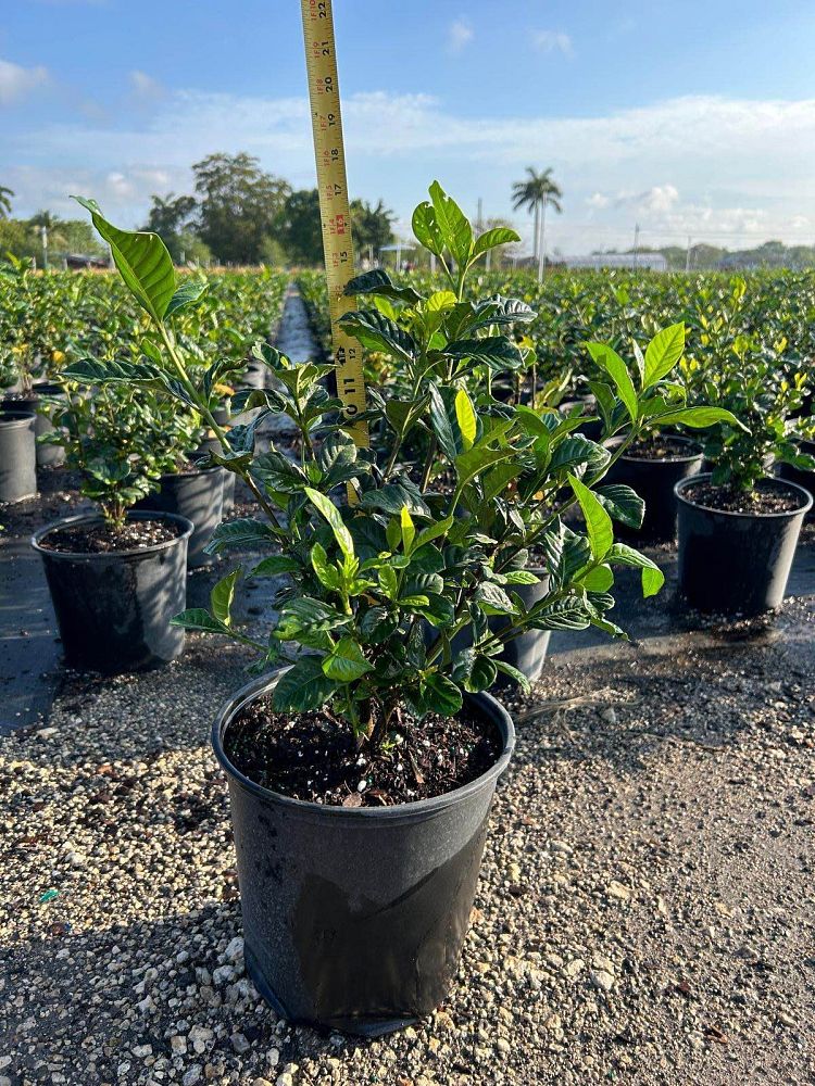 gardenia-jasminoides-aimee-yashioka-cape-jasmine-gandharaj-gardenia-augusta-gardenia-jasminoides-aimee
