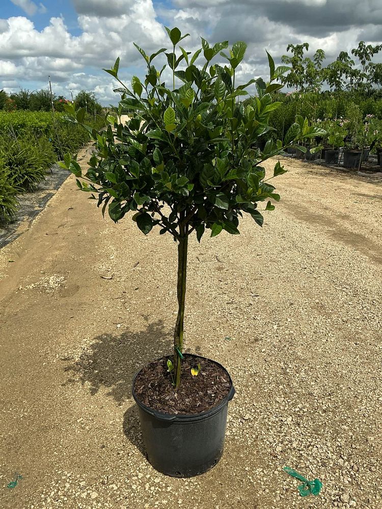 gardenia-jasminoides-aimee-yashioka-cape-jasmine-gandharaj-gardenia-augusta-gardenia-jasminoides-aimee