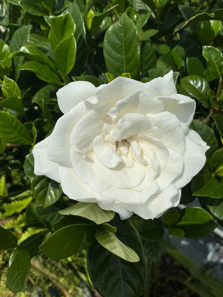 gardenia-jasminoides-aimee-yashioka-cape-jasmine-gandharaj-gardenia-augusta-gardenia-jasminoides-aimee