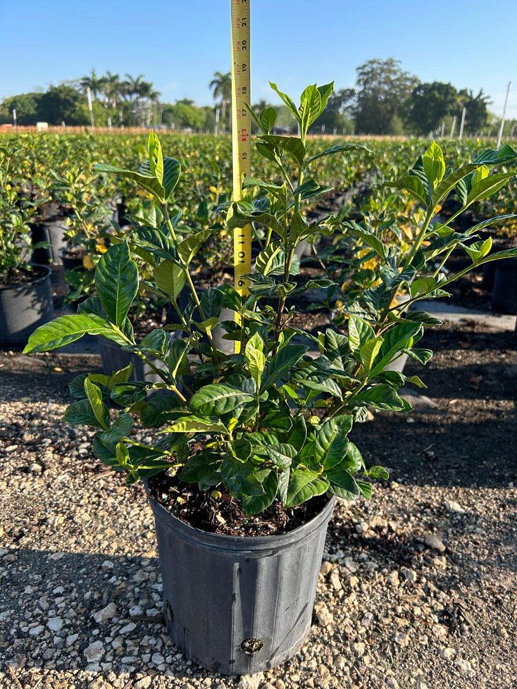 gardenia-jasminoides-aimee-yashioka-cape-jasmine-gandharaj-gardenia-augusta-gardenia-jasminoides-aimee