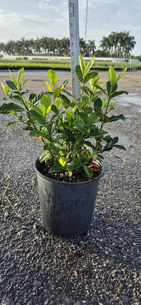 gardenia-jasminoides-aimee-yashioka-cape-jasmine-gandharaj-gardenia-augusta-gardenia-jasminoides-aimee