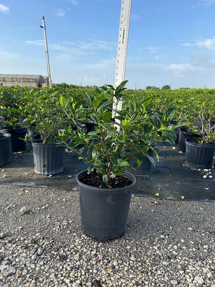 gardenia-jasminoides-aimee-yashioka-cape-jasmine-gandharaj-gardenia-augusta-gardenia-jasminoides-aimee