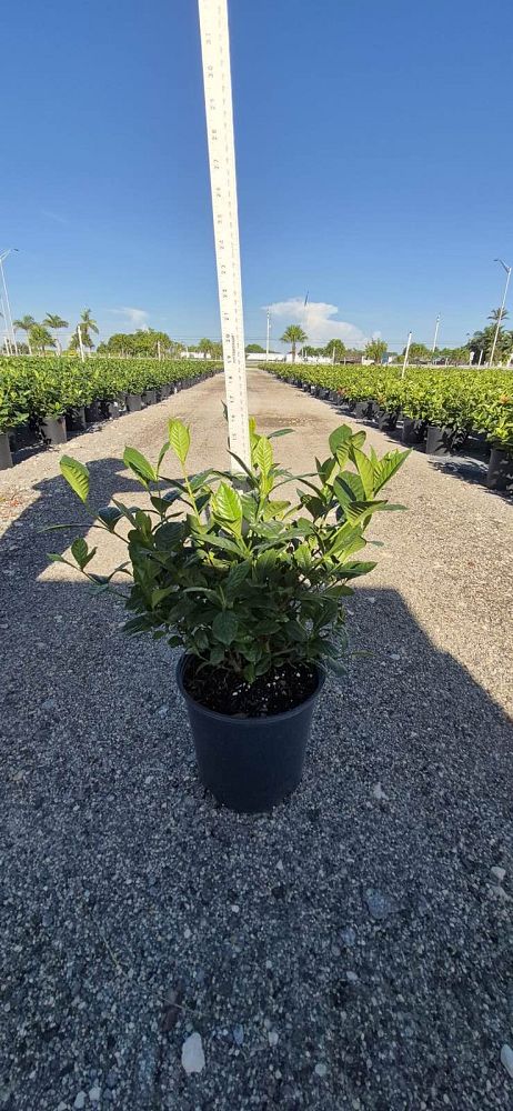 gardenia-jasminoides-aimee-yashioka-cape-jasmine-gandharaj-gardenia-augusta-gardenia-jasminoides-aimee