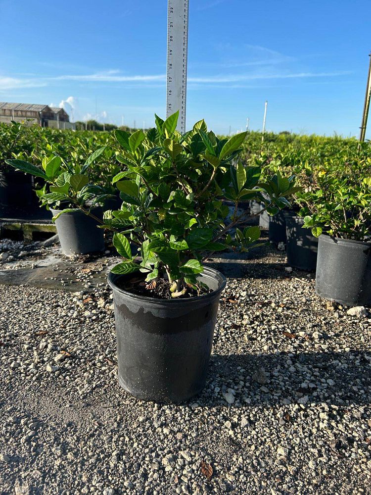 gardenia-jasminoides-aimee-yashioka-cape-jasmine-gandharaj-gardenia-augusta-gardenia-jasminoides-aimee