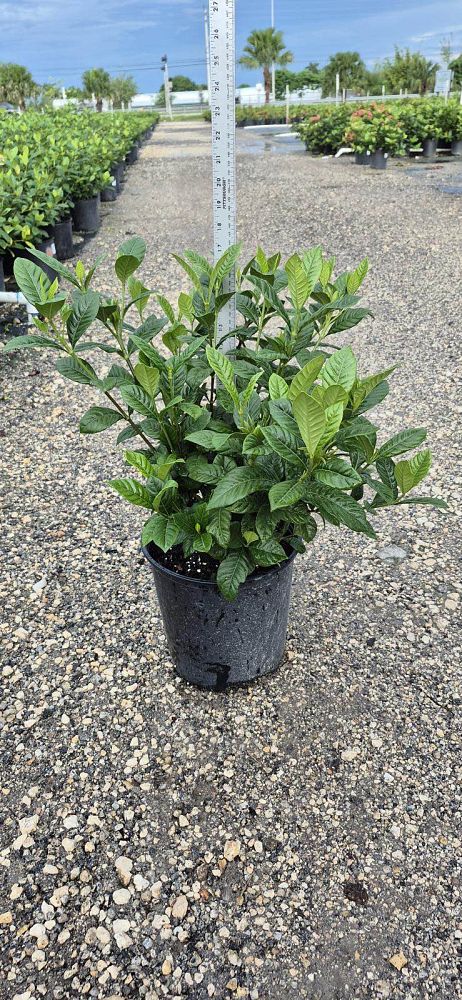 gardenia-jasminoides-aimee-yashioka-cape-jasmine-gandharaj-gardenia-augusta-gardenia-jasminoides-aimee