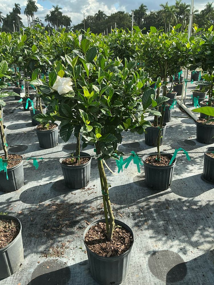 gardenia-jasminoides-aimee-yashioka-cape-jasmine-gandharaj-gardenia-augusta-gardenia-jasminoides-aimee