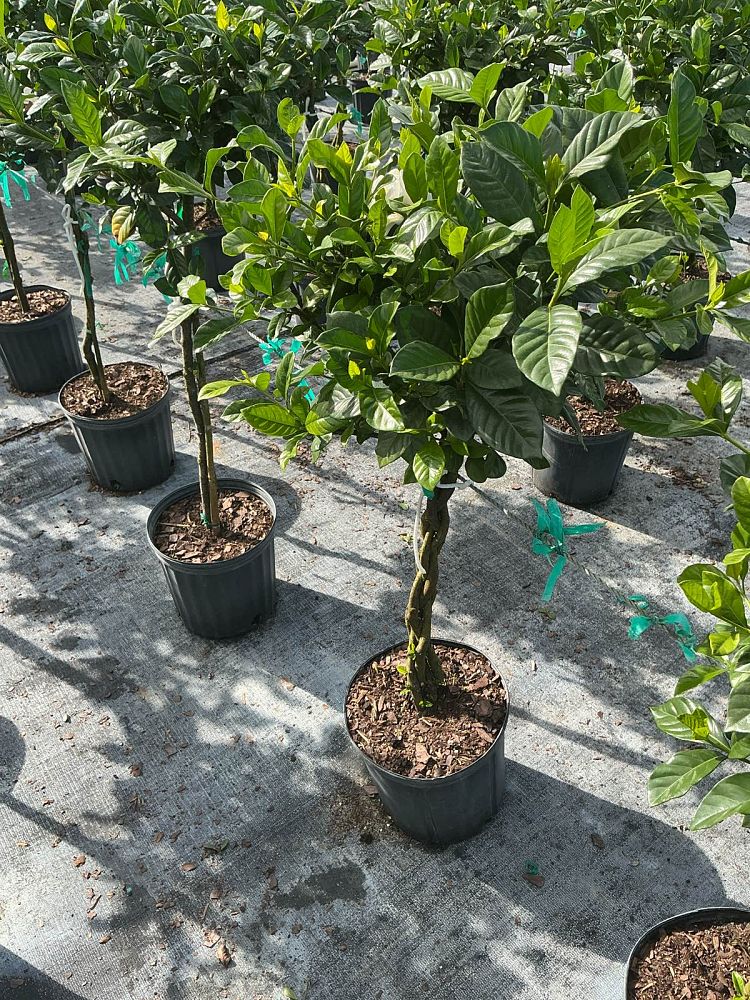 gardenia-jasminoides-aimee-yashioka-cape-jasmine-gandharaj-gardenia-augusta-gardenia-jasminoides-aimee