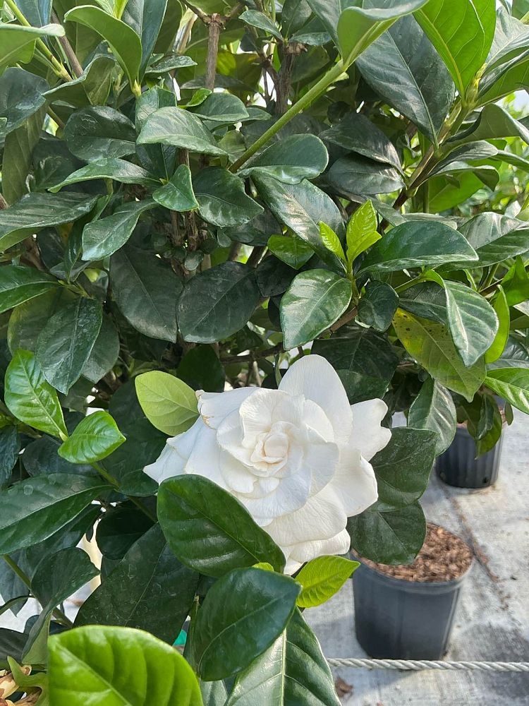 gardenia-jasminoides-aimee-yashioka-cape-jasmine-gandharaj-gardenia-augusta-gardenia-jasminoides-aimee