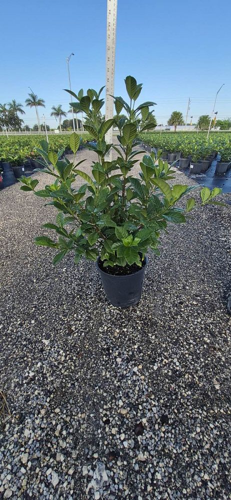 gardenia-jasminoides-aimee-yashioka-cape-jasmine-gandharaj-gardenia-augusta-gardenia-jasminoides-aimee