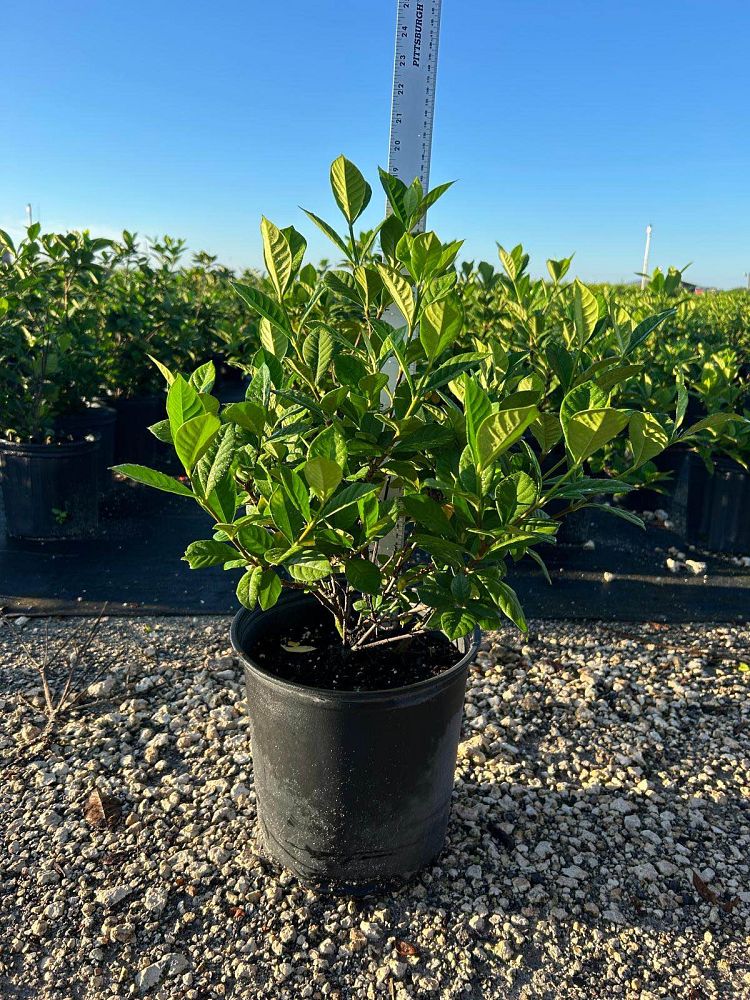 gardenia-jasminoides-aimee-yashioka-cape-jasmine-gandharaj-gardenia-augusta-gardenia-jasminoides-aimee