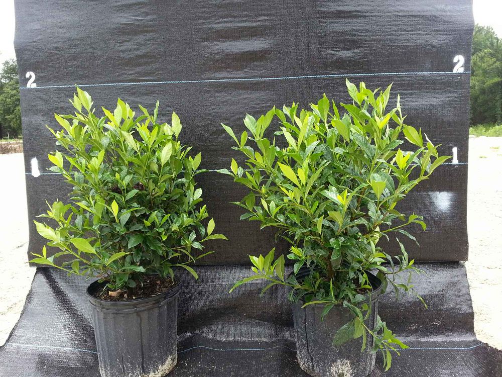 Salmon S Whole Nursery Plantant Gardenia Jasminoides August Beauty Cape Jasmine Gandharaj