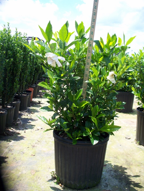 gardenia-jasminoides-august-beauty-cape-jasmine-gandharaj-gardenia-augusta