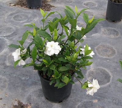 gardenia-jasminoides-august-beauty-cape-jasmine-gandharaj-gardenia-augusta